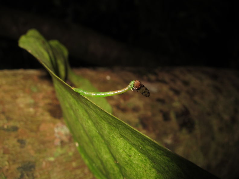 Eupithecia sp Kaluaa 6128