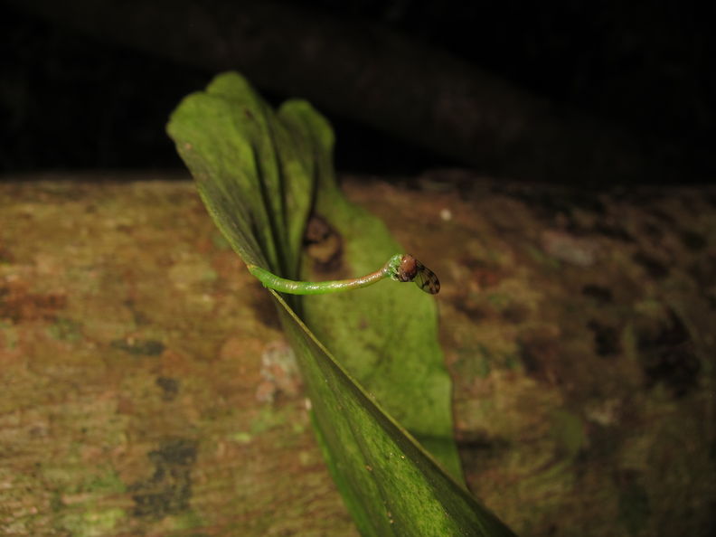 Eupithecia sp Kaluaa 6131.jpg