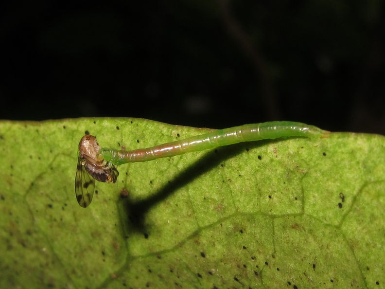 Eupithecia sp Kaluaa 6134.jpg