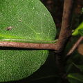 Eupithecia sp West Makaleha 4152.jpg