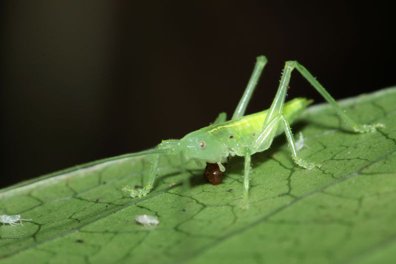 grasshopper eating snail Hapapa 4440.jpg