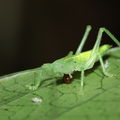 grasshopper eating snail Hapapa 4440