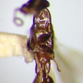 Megaprosternum longiceps 0559
