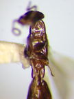 Megaprosternum longiceps 0559