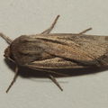 Noctuidae Lupea 8407