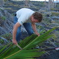 Omiodes blackburni Kona 1614 cutting coconut
