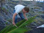 Omiodes blackburni Kona 1614 cutting coconut