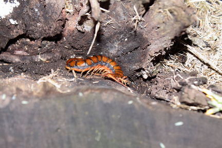 Scolopendra subspinipes Peacock Flat 4843
