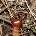 Scolopendra subspinipes Peacock Flat 4913.jpg