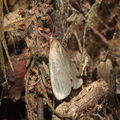 Scotorythra paludicola Humuula 9247
