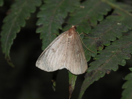 Scotorythra paludicola Humuula 9259