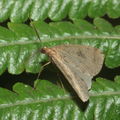 Scotorythra paludicola Humuula 9264