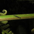 Scotorythra paludicola larva Humuula 3579.jpg