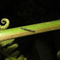 Scotorythra paludicola larva Humuula 3580