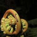 Scotorythra paludicola larva Humuula 3583.jpg