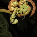 Scotorythra paludicola larva Humuula 3585.jpg