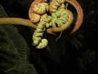 Scotorythra paludicola larva Humuula 3585