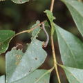 Scotorythra paludicola larva Humuula 9356.jpg