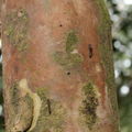 Scotorythra paludicola larva Humuula 9358