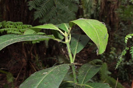 Scotorythra paludicola larva Humuula 9370