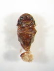 Sophora seed borer 1698 ventral