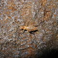 Thaumatogryllus cavicola Puaulu cave 1285