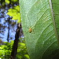 Theridion grallator red Thurston 1768