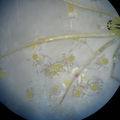 Theridion grallator Thurston spiderlings 1968.jpg