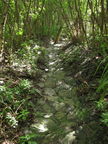 Tripler stream near ponds 5819