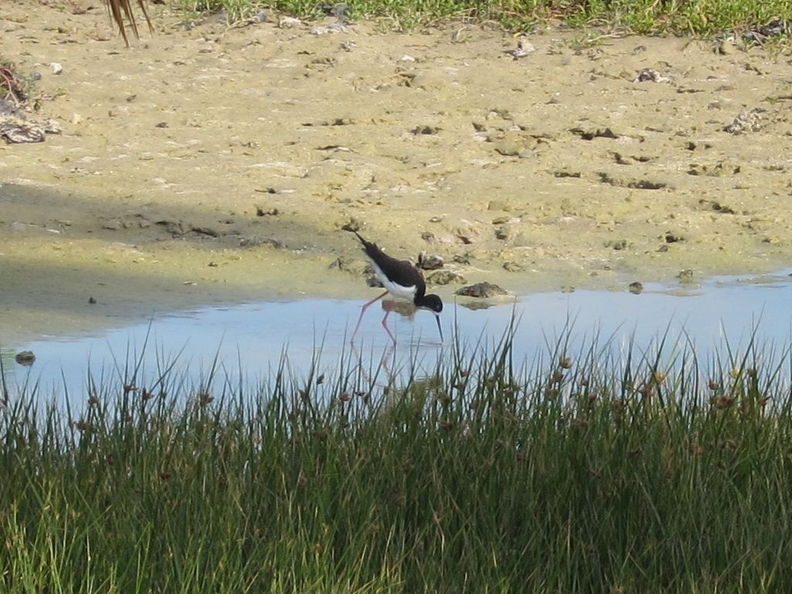 Himantopus mexicanus knudseni, aeo (Hawaiian stilt). Waikoloa anchialine ponds. aeo Waikoloa 1983.jpg
