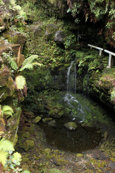 August 6, 2009. Hionamoa Gulch. Since I was last here in 2006, Pahala shifted its water supply to a deep well makai, so Alili spring was uncapped. I think this was the first time I've seen a spring in Hawaii flowing naturally. The water collected in a pool below, but the ground was so porous that the stream wasn't flowing even below the spring. Alili spring flowing 0886.jpg
