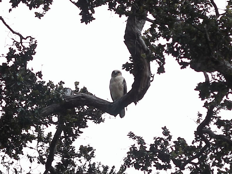 Kulani, Puu Makaala NAR. Io, Buteo solitarius. This bird screeched periodically for almost the entire time we were collecting at this site. Buteo solitarius Kulani 8055.jpg