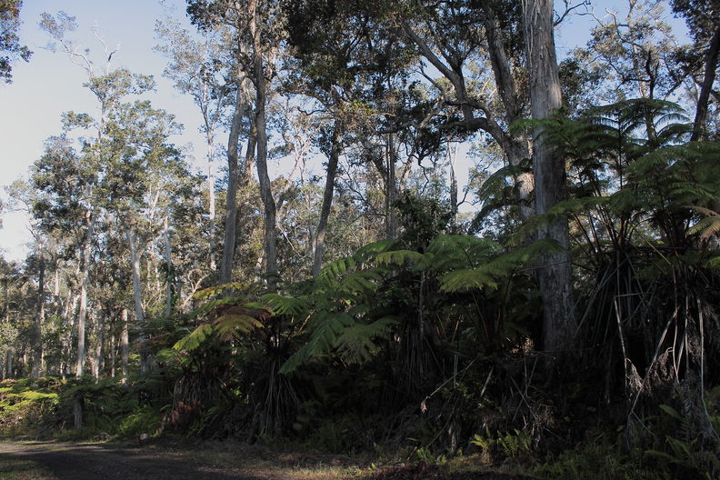 Kealakekua Ranch. The forest in the densest section, around 3200-3500 ft elevation, is fairly good. It occurs strictly on one aa flow, so it's probably only there because the cattle avoid it. Kealakekua Ranch forest 8267.jpg