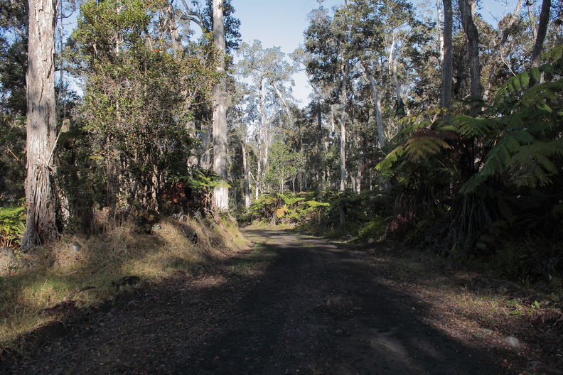 Kealakekua Ranch. The forest in the densest section, around 3200-3500 ft elevation, is fairly good. It occurs strictly on one aa flow, so it's probably only there because the cattle avoid it. Kealakekua Ranch forest 8269.jpg