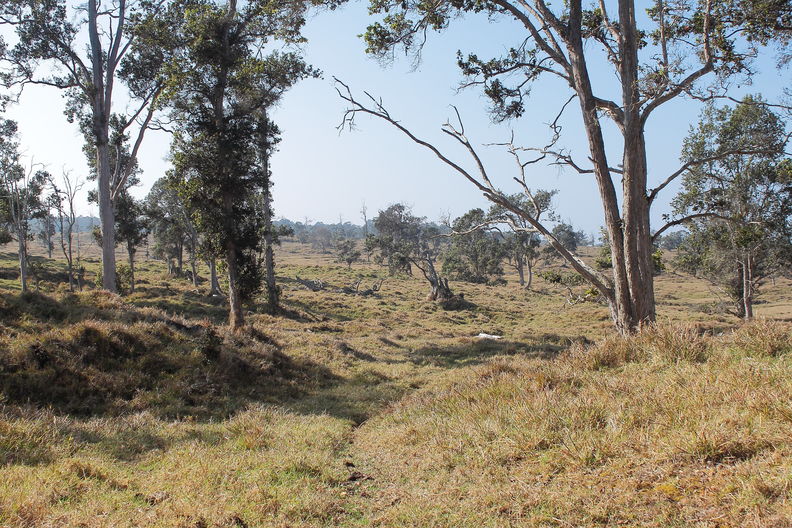 Kealakekua Ranch. On the older flows to the south and north of the aa flow containing forest, the land is pasture with only a few old trees remaining. Kealakekua Ranch pasture 8274.jpg
