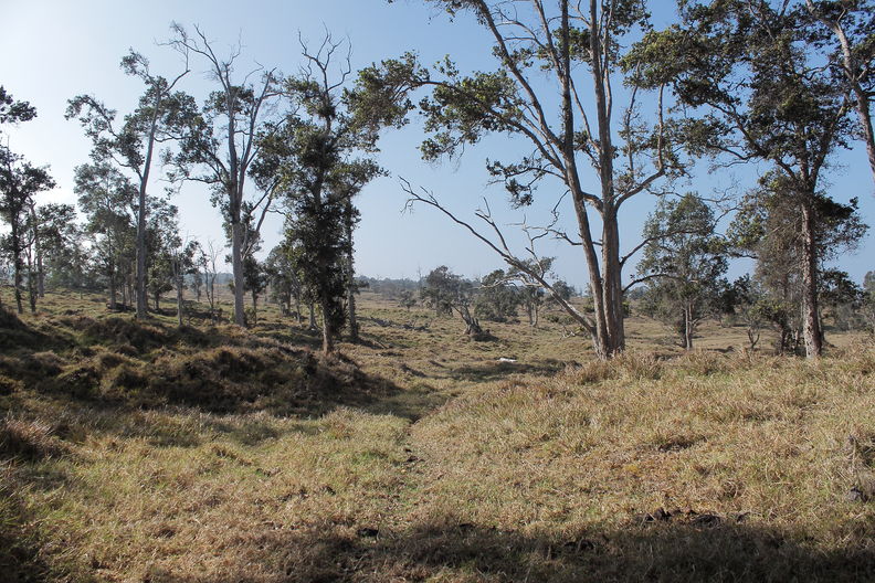 Kealakekua Ranch. On the older flows to the south and north of the aa flow containing forest, the land is pasture with only a few old trees remaining. Kealakekua Ranch pasture 8275.jpg