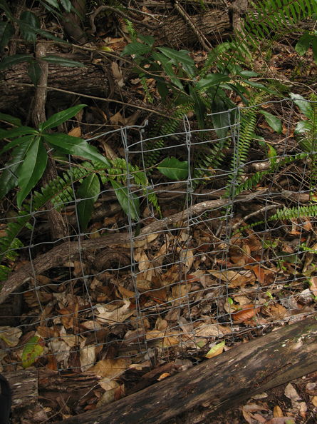 April 11, 2010. Manuka NAR, Olopua Kipuka fenced unit. Spot where hunters had cut the fence, and repairs made. Manuka fence vandalism.jpg