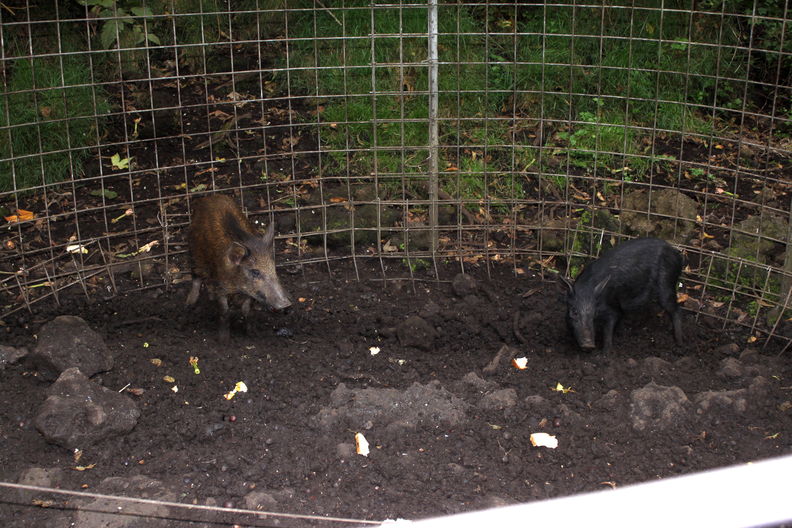 August 4, 2009. Puu Waawaa Wildlife Sanctuary, 5100'. These two piglets were caught in a trap next to the Smilax exclosure , a small fence around several Cyanea stichtophylla. pig trap PWW 0759.jpg