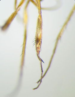 Campsicnemus pycnochaeta