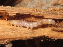 buprestid larva 6845