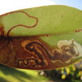 Philodoria cf auromagnifica Oahu 6689