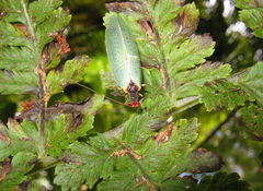 Anomalochrysa raphidioides4