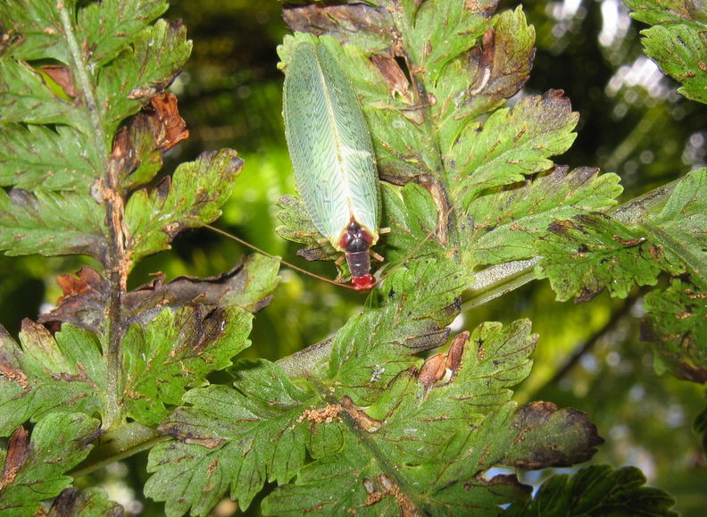 Anomalochrysa raphidioides4