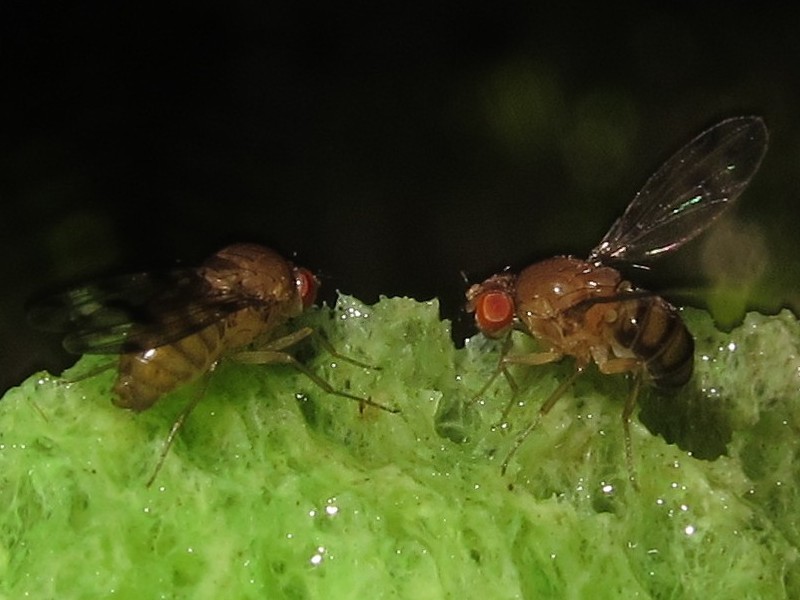Drosophila ambochila Kaluaa 5259