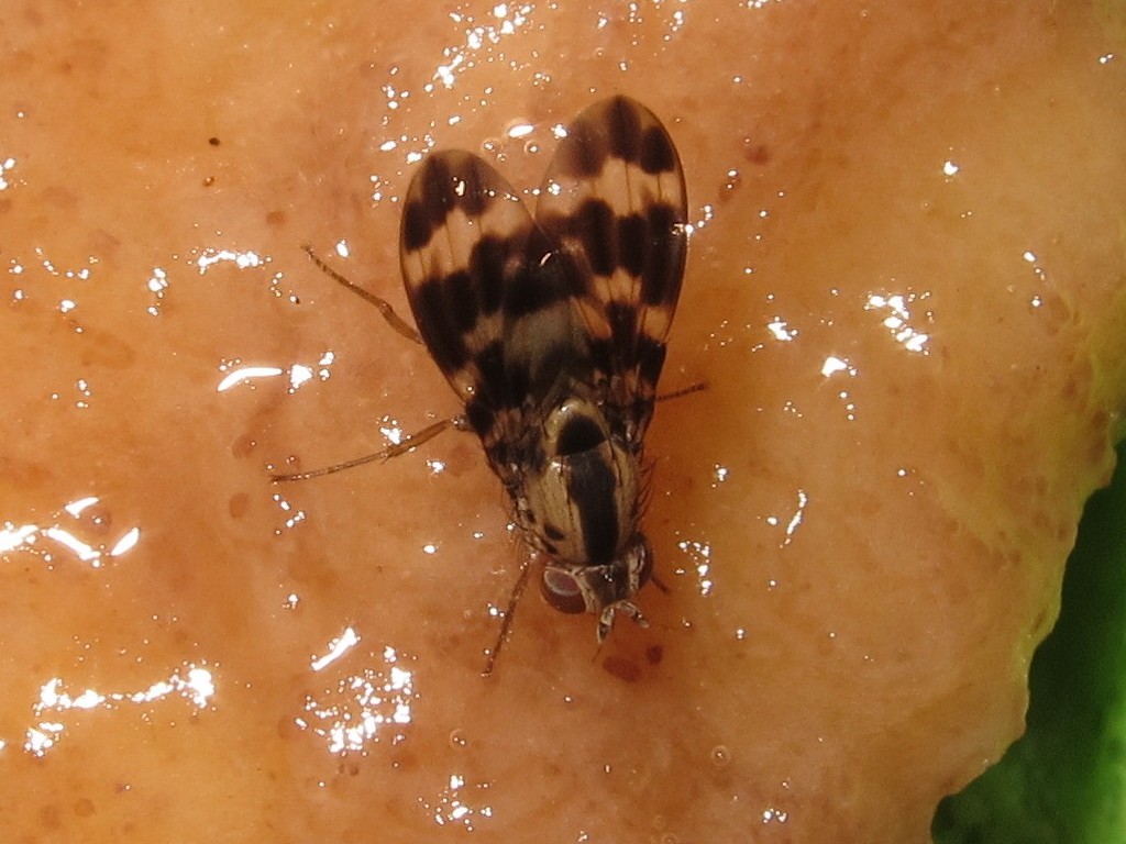 Drosophila craddockae Palikea 4100