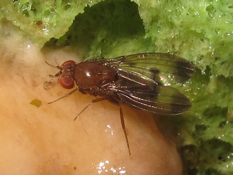 Drosophila deltaneuron Kaala 5135