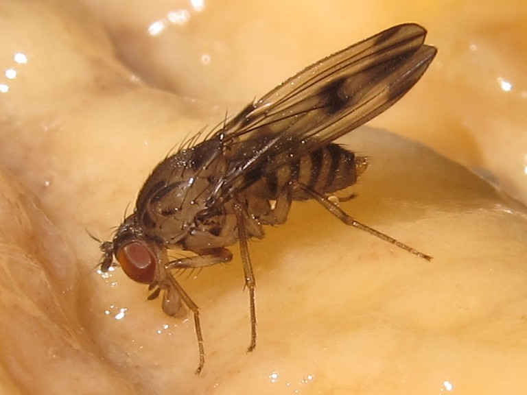Drosophila divaricata Kaluaa 5196.jpg
