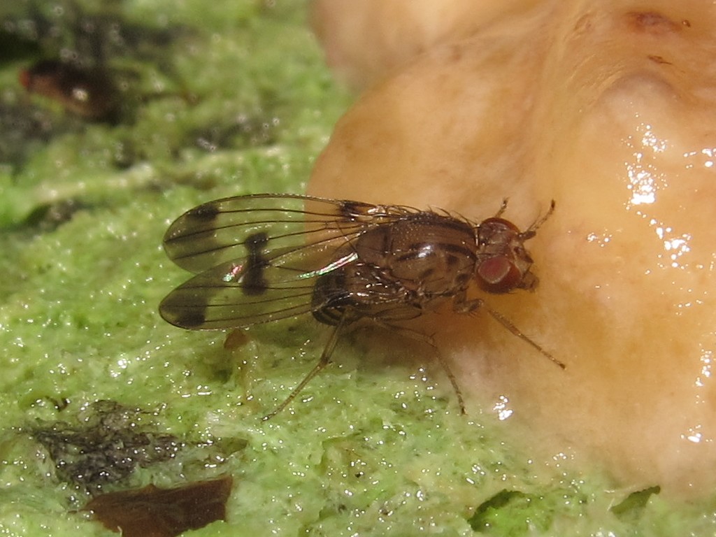 Drosophila divaricata North Kaluaa 4604