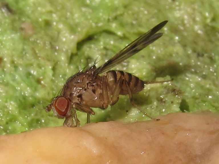 Drosophila divaricata North Kaluaa 4605.jpg