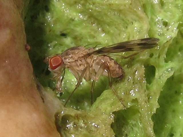 Drosophila flexipes Manuwai 5151
